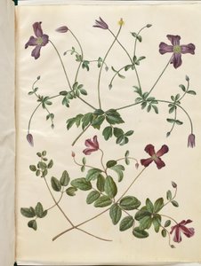 Clematis viticella (italialainen skovranke) tekijältä Hans Simon Holtzbecker