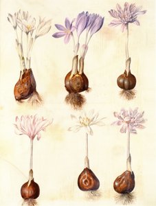 Colchicum autumnale tekijältä Hans Simon Holtzbecker