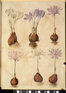 Colchicum autumnale tekijältä Hans Simon Holtzbecker