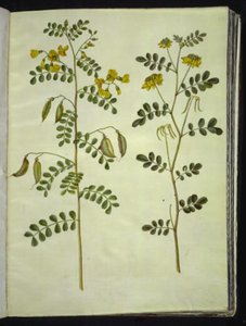 Colutea arborescens (tavallinen rakkomato); Hippocrepis emerus (pensashevosenkenkä) tekijältä Hans Simon Holtzbecker