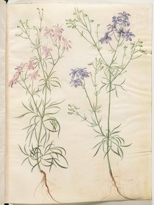 Consolida Regalis (Korn-Riedersfoor) tekijältä Hans Simon Holtzbecker