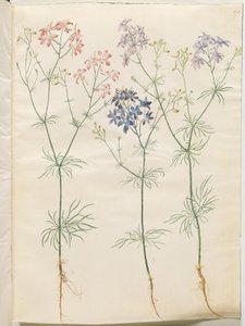 Consolida Regalis (Korn-Riedersfoor) tekijältä Hans Simon Holtzbecker