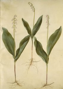 Convallaria majalis (lilja lilja); Convallaria majalis (laakson kielo) tekijältä Hans Simon Holtzbecker