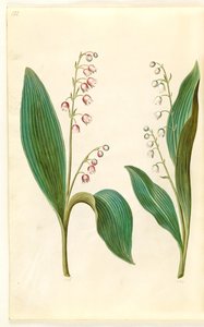 Convallaria majalis rosea (punainen kielo); Convallaria majalis (kielo) tekijältä Hans Simon Holtzbecker