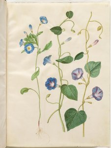 Convolvulus tricolor (neiton hame); Ipomoea purpurea (Purple Magnolia) tekijältä Hans Simon Holtzbecker