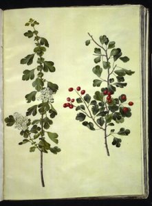 Crataegus laevigata (tavallinen orapihlaja) tekijältä Hans Simon Holtzbecker