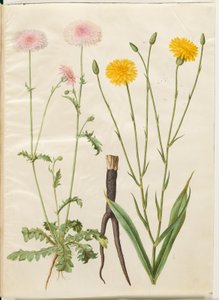 Crepis rubra (punainen haukkanokka); Scorzonera hispanica (puutarhascorzones) tekijältä Hans Simon Holtzbecker