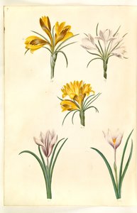 Crocus tightfolius (balkanin krookus); Crocus versicolor (alpe-crocus); Kevätkrookus (?) (vår-krokus) tekijältä Hans Simon Holtzbecker