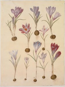 Crocus vernus (kevätkrookus) tekijältä Hans Simon Holtzbecker