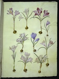 Crocus vernus (kevätkrookus) tekijältä Hans Simon Holtzbecker