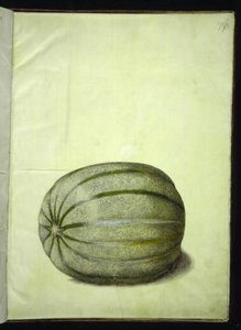 Cucumis melo (meloni) tekijältä Hans Simon Holtzbecker