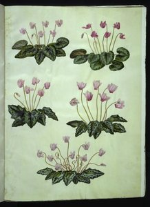 Cyclamen purpurascens (aito alppivioletti); Cyclamen hederifolium (muratinlehtinen alppivioletti) tekijältä Hans Simon Holtzbecker