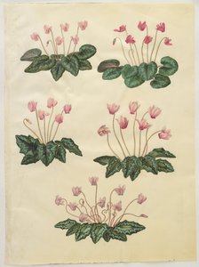Cyclamen purpurascens; Cyclamen hederifolium tekijältä Hans Simon Holtzbecker