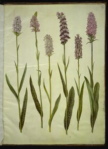 Dactylorhiza maculata (täpläkäkiyrtti) tekijältä Hans Simon Holtzbecker
