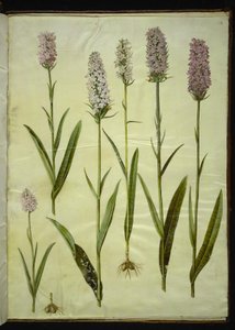 Dactylorhiza maculata (täpläkäkiyrtti)