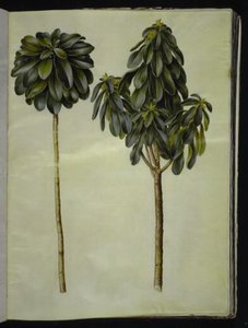 Daphne laureola (Laurel-daphne) tekijältä Hans Simon Holtzbecker