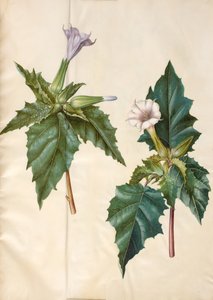 Datura stramonium (yleinen neitontukkaomena) tekijältä Hans Simon Holtzbecker