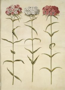 Dianthus barbatus (opiskelijaneilika) tekijältä Hans Simon Holtzbecker