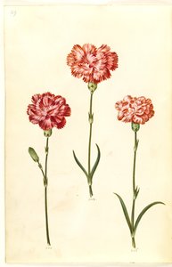Dianthus caryophyllus (puutarhan neilikka) tekijältä Hans Simon Holtzbecker