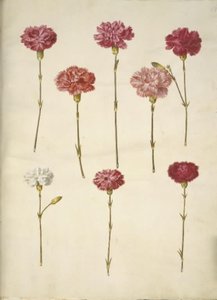 Dianthus caryophyllus (puutarhan neilikka) tekijältä Hans Simon Holtzbecker
