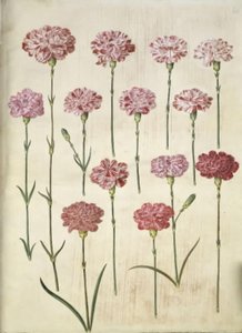 Dianthus caryophyllus (puutarhan neilikka) tekijältä Hans Simon Holtzbecker