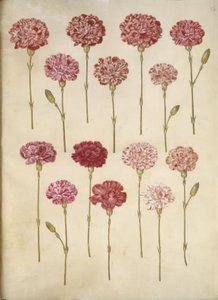 Dianthus caryophyllus (puutarhan neilikka) tekijältä Hans Simon Holtzbecker