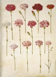 Dianthus caryophyllus (puutarhan neilikka) tekijältä Hans Simon Holtzbecker