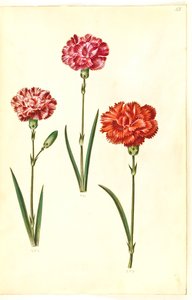 Dianthus caryophyllus (puutarhan neilikka) tekijältä Hans Simon Holtzbecker