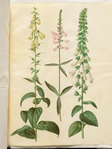 Digitalis grandiflora (isokukkainen kettukäsine); Physostegia virginiana (Physostegia virginiana); Digitalis purpurea (tavallinen kettukäsine) tekijältä Hans Simon Holtzbecker