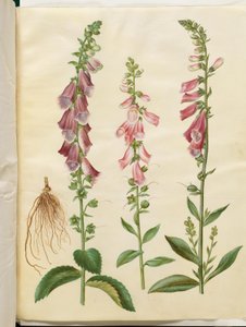 Digitalis purpurea (tavallinen kettukäsine)