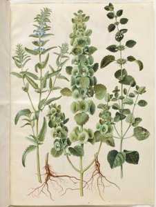 Dracocephalum moldavica (Moldavian lohikäärmeen pää); Moluccella spinosa (tornisuppilo kuppi); Melissa officinalis (sitruunamelissa) tekijältä Hans Simon Holtzbecker