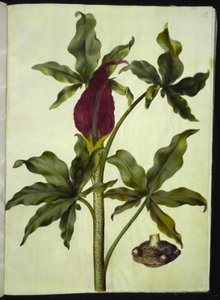 Dracunculus vulgaris (tavallinen lohikäärmejuuri) tekijältä Hans Simon Holtzbecker