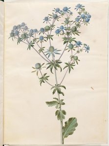 Litteä eryngium (have-mandstro) tekijältä Hans Simon Holtzbecker