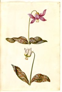Erythronium dens-canis (aito koiran hammas) tekijältä Hans Simon Holtzbecker