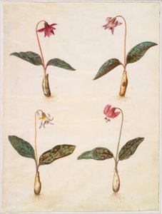 Erythronium dens-canis (aito koiran hammas) tekijältä Hans Simon Holtzbecker