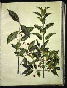 Euonymus latifolius (leveälehtinen luupuu); Euonymus europaeus (tavallinen luupuu) tekijältä Hans Simon Holtzbecker