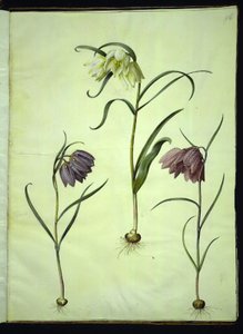 Fritillaria meleagris (tavallinen kyykynmuna) tekijältä Hans Simon Holtzbecker