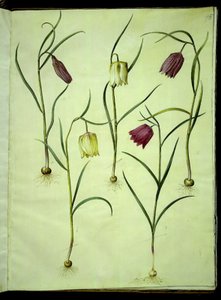 Fritillaria meleagris (tavallinen kyykynmuna) tekijältä Hans Simon Holtzbecker