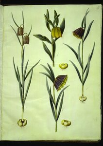Fritillaria meleagris (tavallinen kyykäärme); Fritillaria aurea tai Fritillaria tubiformis & moggridgei (vibe munat); Fritillaria montana tekijältä Hans Simon Holtzbecker
