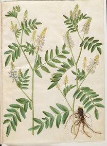 Galega officinalis (lääkäripalkko) tekijältä Hans Simon Holtzbecker