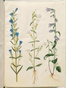 Gentiana pneumonanthe (kello-gentian); Campanula patula (niittykello); Campanula rapunculoides (yksipuolinen kello) tekijältä Hans Simon Holtzbecker