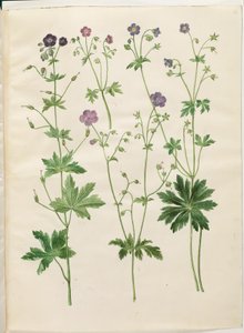 Geranium phaeum (aaltokruunu haikaran nokka); Geranium sylvaticum (haikaran nokka) tekijältä Hans Simon Holtzbecker