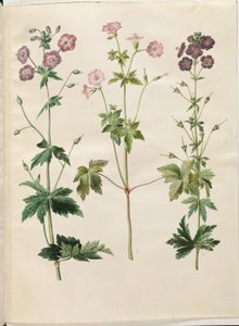 Geranium phaeum (aaltokruunu haikaran nokka); Geranium versicolor (verkko haikaran nokka) tekijältä Hans Simon Holtzbecker