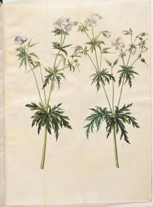 Geranium pratense (niittyhaikaran nokka) tekijältä Hans Simon Holtzbecker