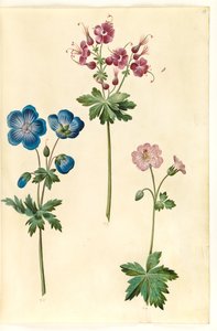 Geranium pratense (niittyhaikaran nokka); Geranium phaeum (aaltokruunu haikaran nokka); Geranium versicolor (verkko haikaran nokka) tekijältä Hans Simon Holtzbecker