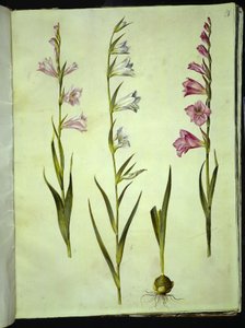 Gladiolus communis (tavallinen gladiolus) tekijältä Hans Simon Holtzbecker