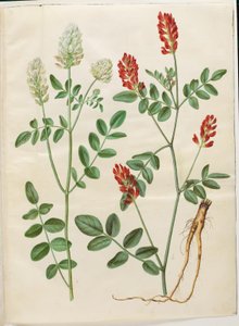 Hedysarum coronarium (trèvol de gall vermell) finlandès tekijältä Hans Simon Holtzbecker
