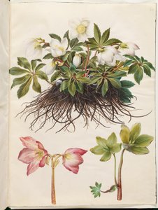 Helleborus niger (yleinen jouluruusu)