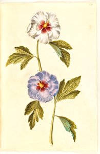 Hibiscus syriacus (Syyrian ruusu) tekijältä Hans Simon Holtzbecker
