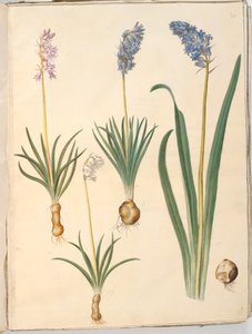 Hyacinthoides non-scripta (tavallinen kellokukka); Hyacinthoides hispanica (espanjalainen kellokukka) tekijältä Hans Simon Holtzbecker